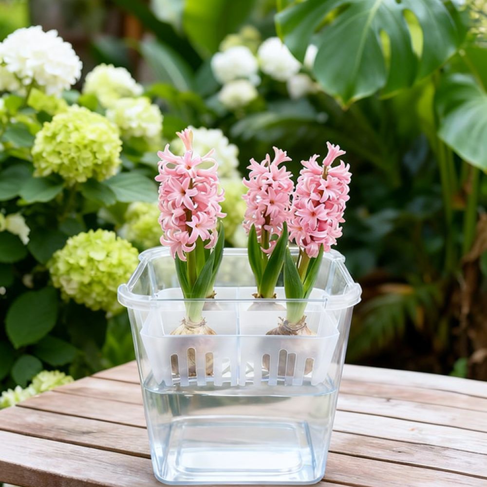 Plant Pot - Vaso idroponico per tulipani e bulbi