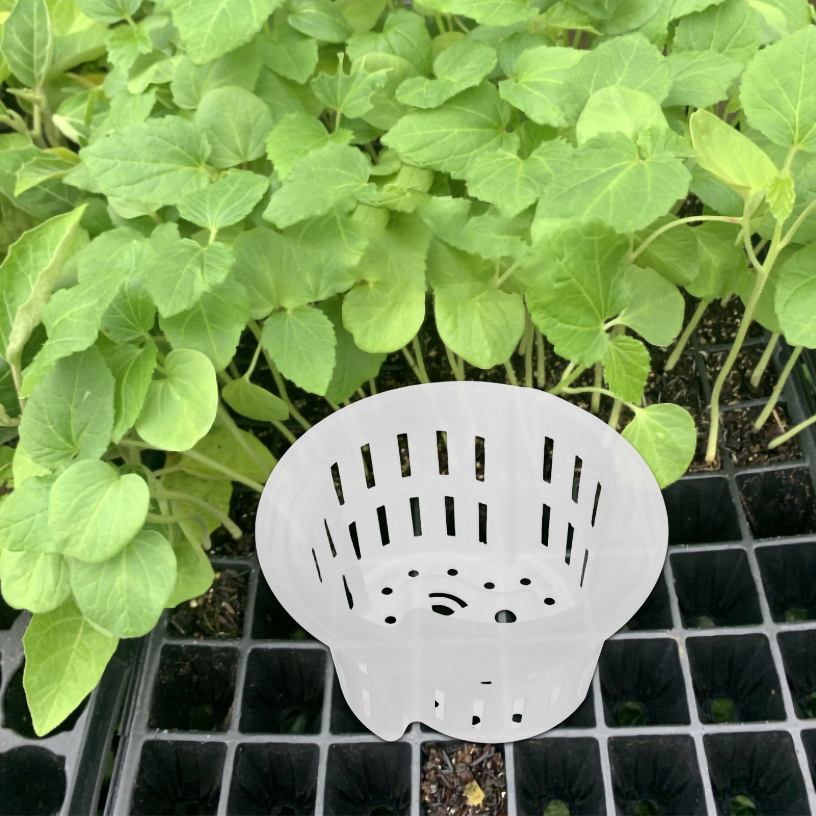 4 vasi per piante idroponiche, - Plant Pot recensione e prezzo
