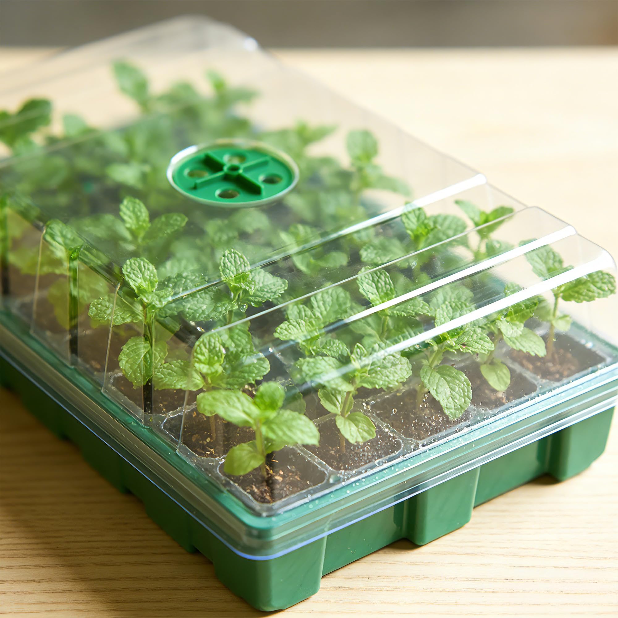 Serra con copertura trasparent - Seed Starter Tray recensione e prezzo