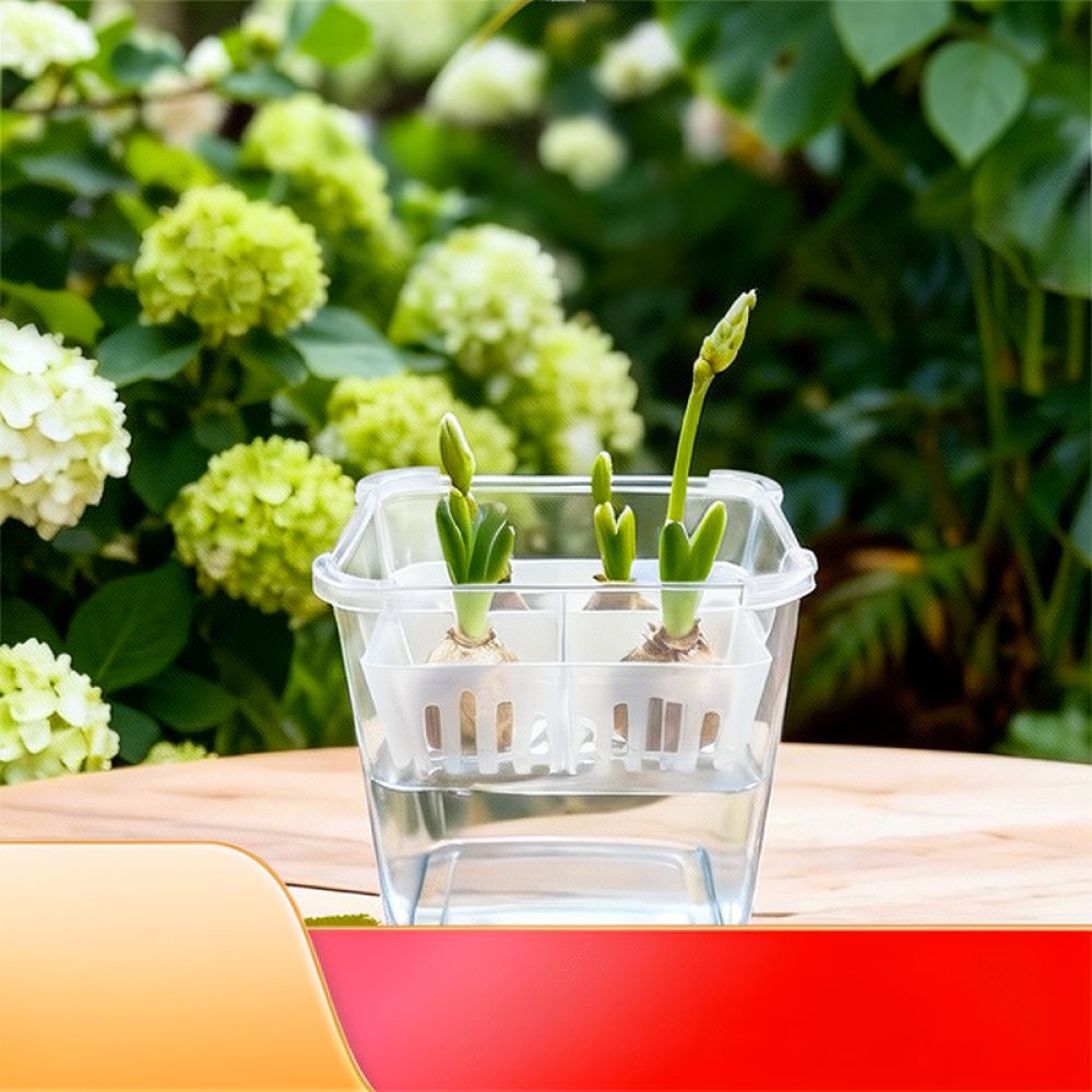 Vaso idroponico per tulipani e - Plant Pot recensione e prezzo