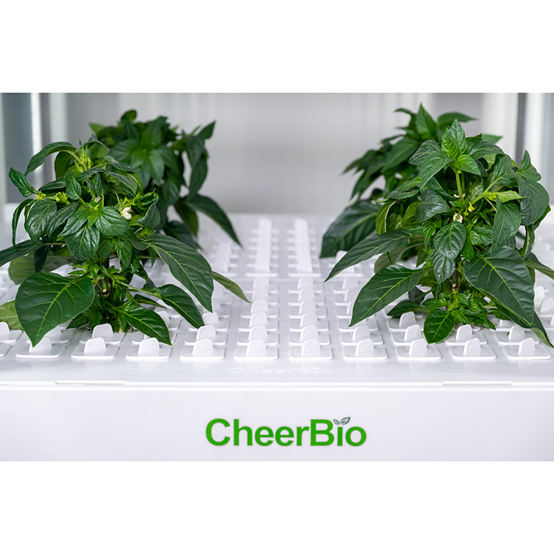 Nuovo Sistema di Coltivazione  - Hydroponic Kit recensione e prezzo