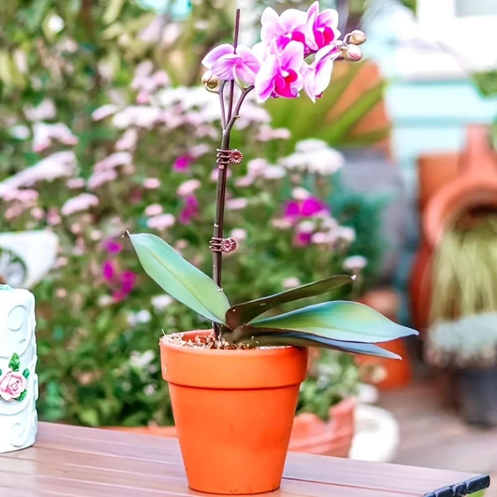 100 Pezzi di Clip per Piante d - Indoor Herb Garden recensione e prezzo