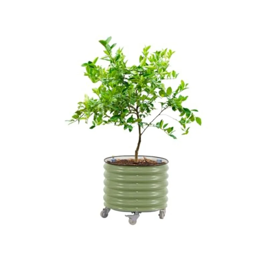 Fioriera a Rullo per Alberi da - Self Watering Planter recensione e prezzo
