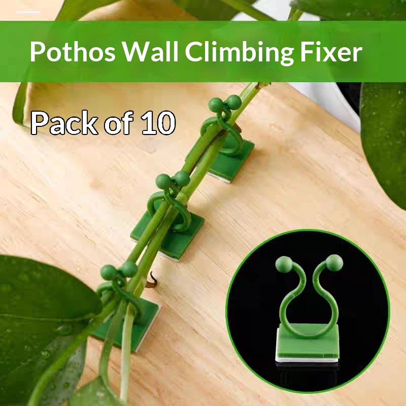 Clip Autoadesive per Piante Ra - Indoor Herb Garden recensione e prezzo