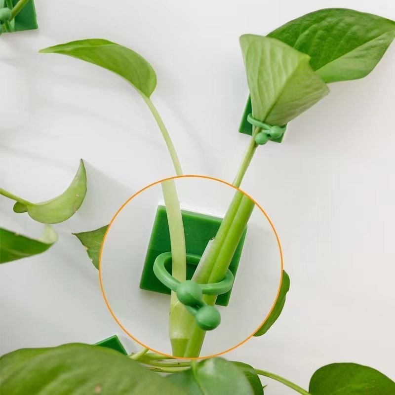Clip Autoadesive per Piante Ra - Indoor Herb Garden recensione e prezzo