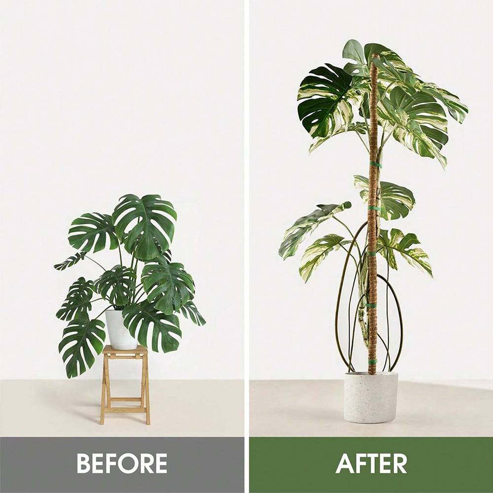 Palo di muschio per piante, su - Indoor Herb Garden recensione e prezzo