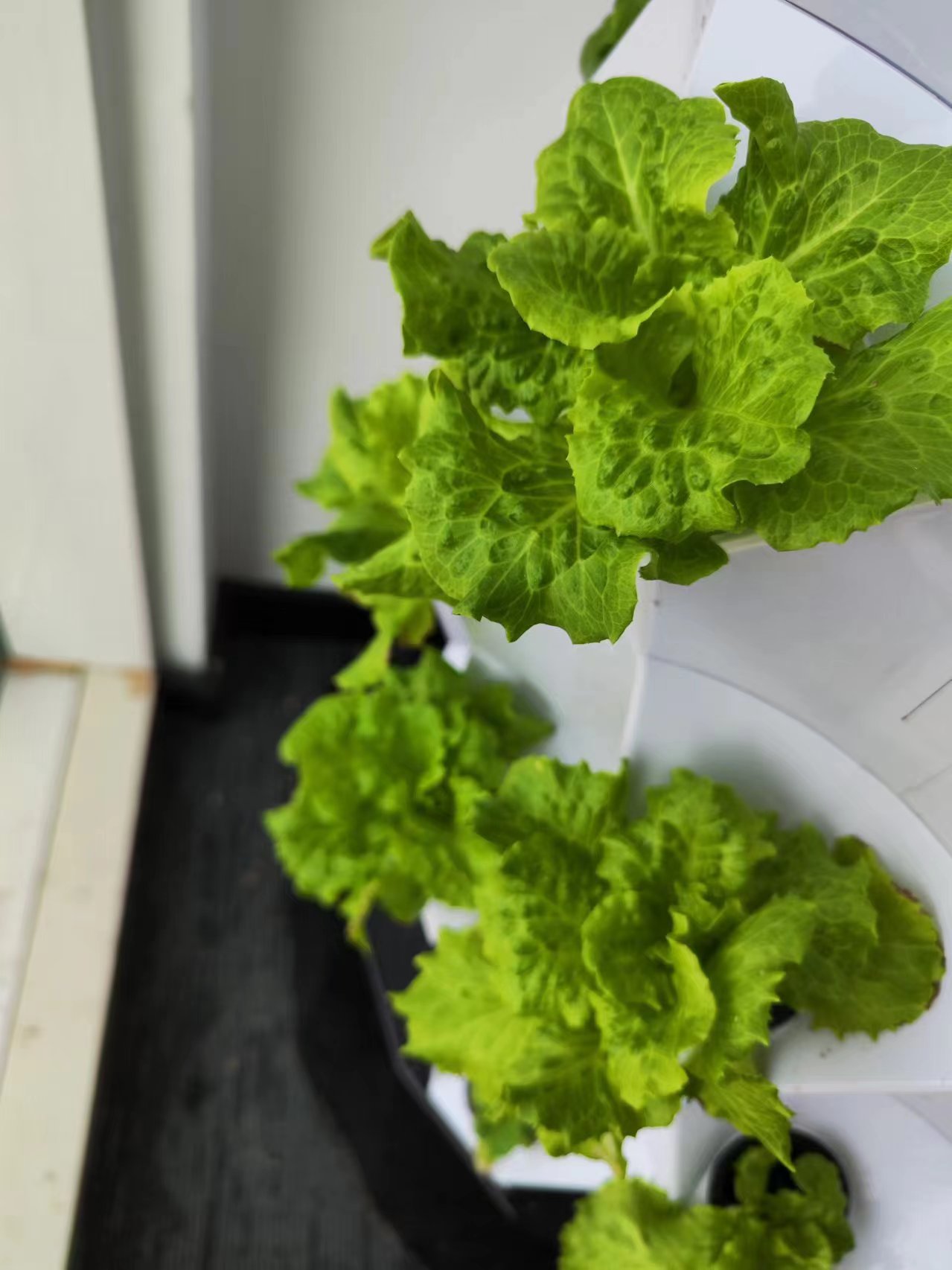 Sistema di Irrigazione Automat - Hydroponic Kit recensione e prezzo